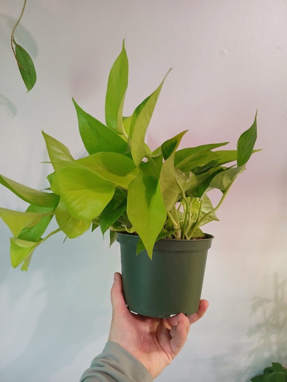 Neon Pothos - Picture 3 of 5